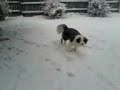 Snow doggg.3gp Snow doggg.3gp