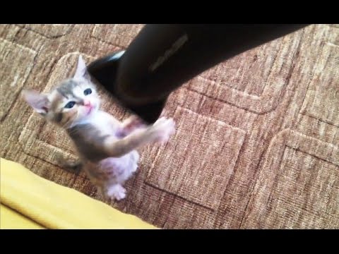 Cats VS Hair Dryers