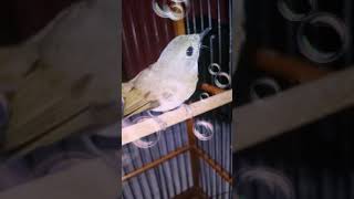 Download Sikatan Rimba Tledekan Bambu Asli Endemik Bali Mp3 3gp