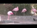 Fairies and Flamingos Fairies and Flamingos