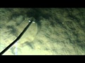 February Flounder Gigging