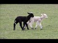 chasing wool