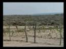 Rancho El Gaspareno: Baja Coast Paradise