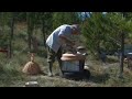 La Ruche Solaire sur ruche extensible La Ruche Solaire sur ruche extensible