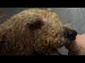 Do Your Job - Animal Shelter