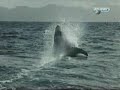 Great White Shark Breaching Compilation by Discovery Channel