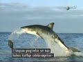 Air Jaws Composit