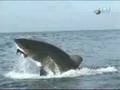 Air Jaws Composit