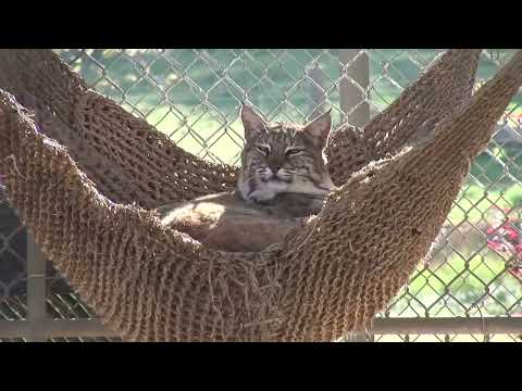 Lions - Lions Tigers & Bears is a federally and state licensed non-profit 501(c)(3) rescue facility located in Alpine California. They are dedicated to providing a s...
