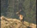 videos de Impressionen vom Silbertal 4