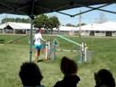 CAR-Dun-Al Agility Trial, Belvidere, IL. Ruby slipped off the table and scraped the inside of her leg. I think she gave herself a stinger and that's why the bar dropped at the jump after but she held 