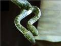Snake Bytes TV - Weird Two-Headed Snake, Mutant Snake