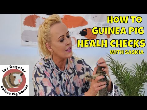 video-linktoworks-How to do your Guinea Pig's Health Check 2020