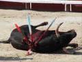 montage drole d'animal