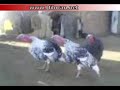 funny witzig Lustig funny witzig Lustig