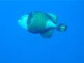 Giant triggerfish