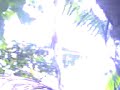 akar pokok ara  yang tidak kenal putus asa
