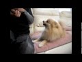 ポメラニアン 楽しくおやつ pomeranian happy snack!! アンパンマンのマーチ