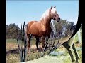 Speedking -Palomino Morgan Stallion