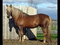 Speedking -Palomino Morgan Stallion