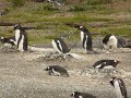 Gentoo penguins between nests Gentoo penguins between nests