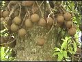 Srilanka Peradeniya Botanical Gardens - Part 3/5