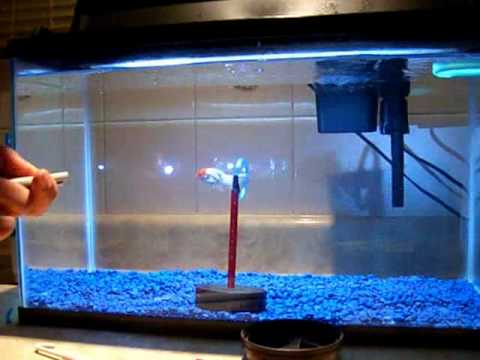 Marker / Clicker Training a Goldfish