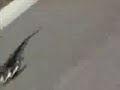 ghostride the whip gone wrong!