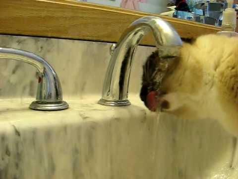 My cat has a drinking problem!