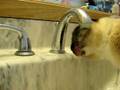 videos de My cat has a drinking problem!