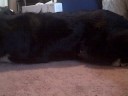 Clicker train your dog to crawl