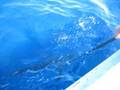 Fishing trip shark