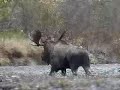 the-poaching-preacher.html