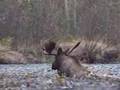 Moose Hunting with Macmillan River Adventures