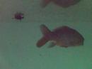 Sem coment�rios