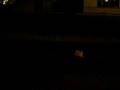 videos de ansonia tumbleweed.