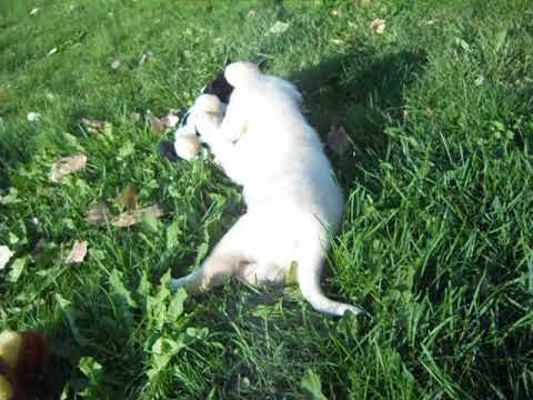 Icon at 5 weeks of age