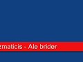 the klezmatics - ale brider