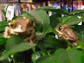Leptopelis Vermiculatus coppia