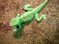 Chinese Water Dragon Feeding Chinese Water Dragon Feeding