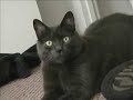 Weenrox vs. Steve the Cat!