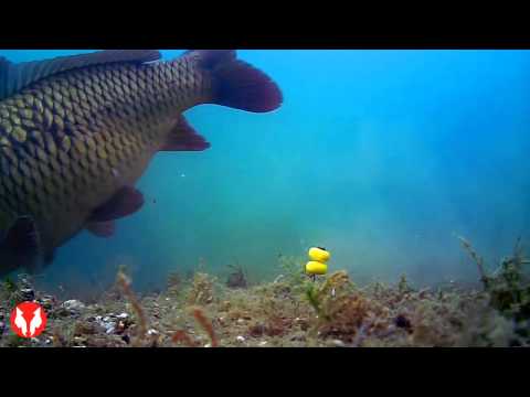 Water Wolf Unterwasserkamera Live Karpfenbiss in Kooperation mit Prologic