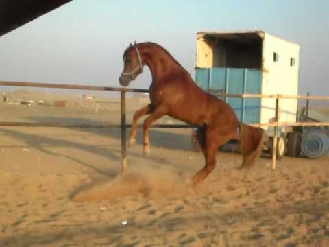 نيك عربى