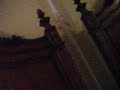 Chihuahua humpin arm Chihuahua humpin arm