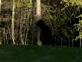 BIGFOOT OBAMA CONSPIRACY