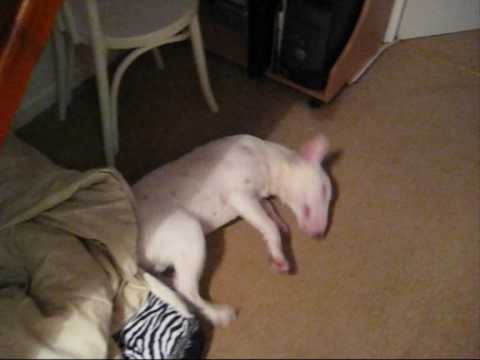 english bullterrier