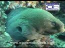 Buceo en Thailandia (aguamarbuceo.com) Buceo en Thailandia (aguamarbuceo.com)