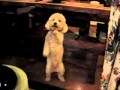 Dog Dancing to Salsa View Video