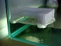 Baby bettas