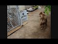 ANela the DOg EScapee